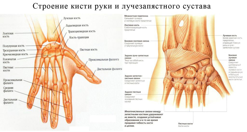 Запястье где находится у человека фото на руке фото