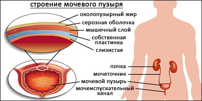 Строение пузыря