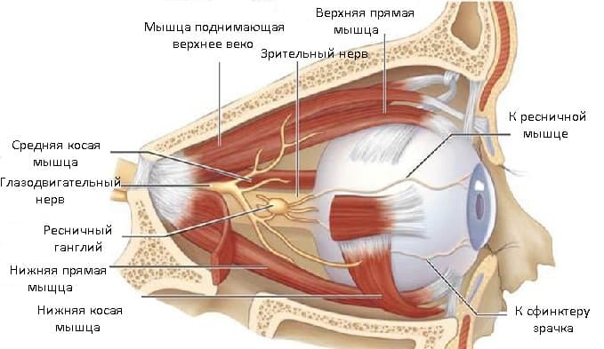 МРТ глазных орбит и зрительных нервов