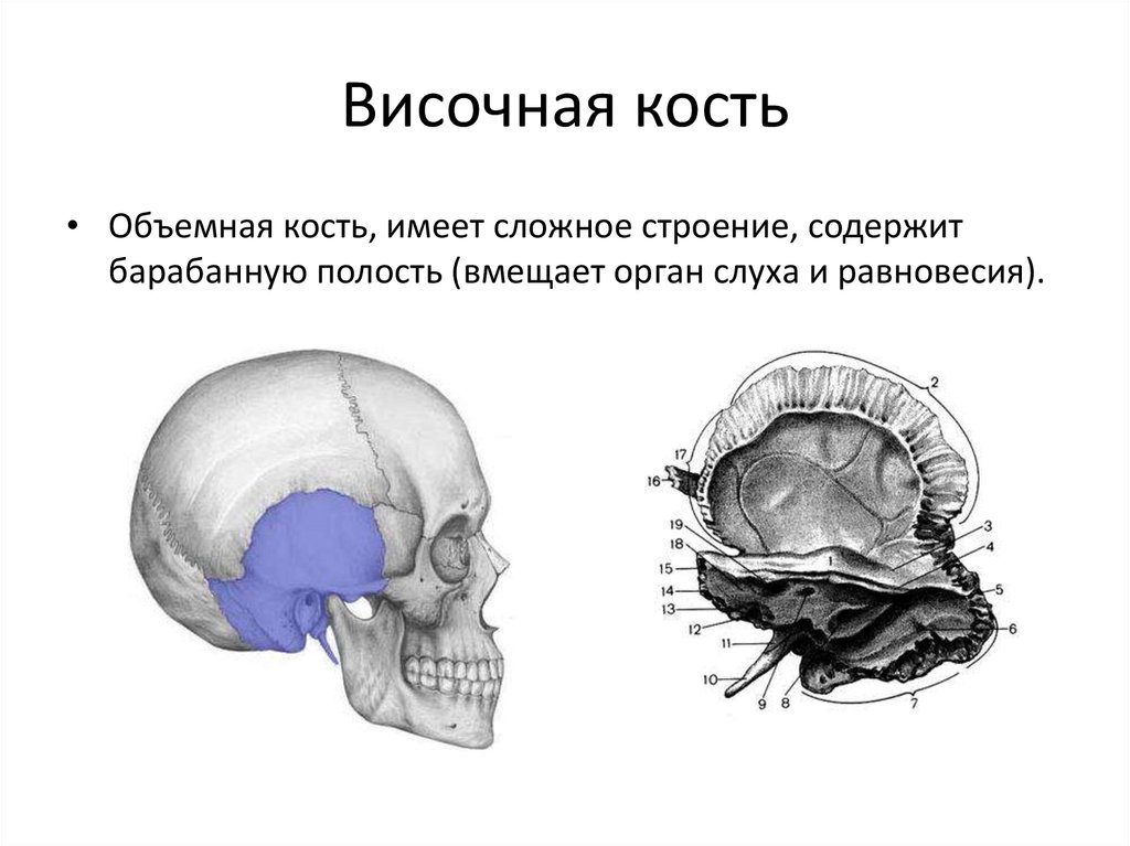 Череп человека височная кость. Пирамида височной кости анатомия. Сосцевидный гребень височной кости. Височная кость черепа строение. Кости черепа анатомия височная.