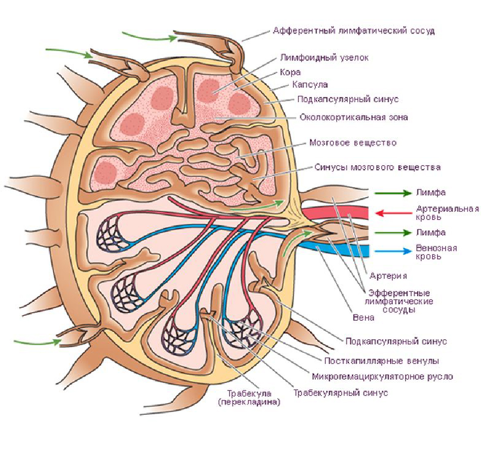 Лимфоузлы структурны. Строение лимфатического узла. Строение лимфатического узла анатомия. Схема строения лимфатического узла. Схема строения лимфоузла.