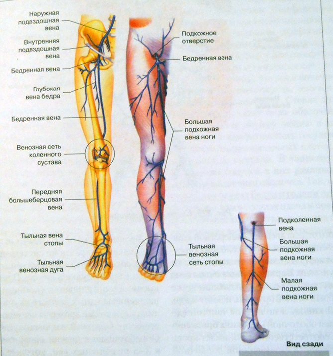 Нижние конечности вены в воронеже. Лимфатические узлы нижней конечности схема. Вена бедра анатомия строение. Вена Джиакомини анатомия.