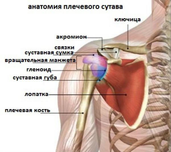 МРТ плечевого сустава