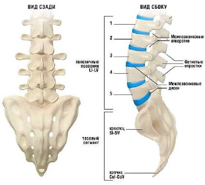 Крестцово копчиковый отдел позвоночника фото